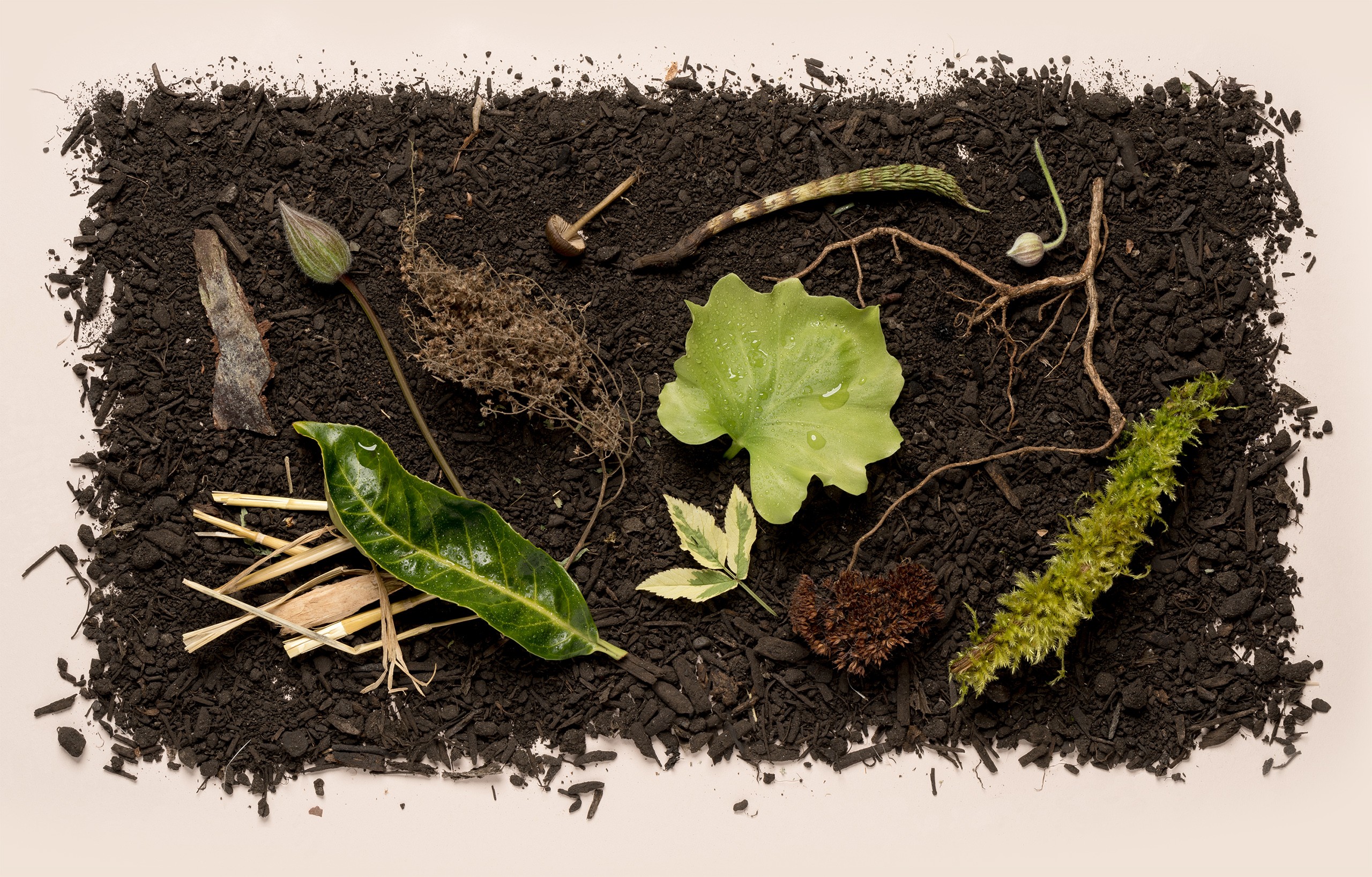 carefully arranged leaves, woodchips, mushrooms, and other plant life on a bed of dirt