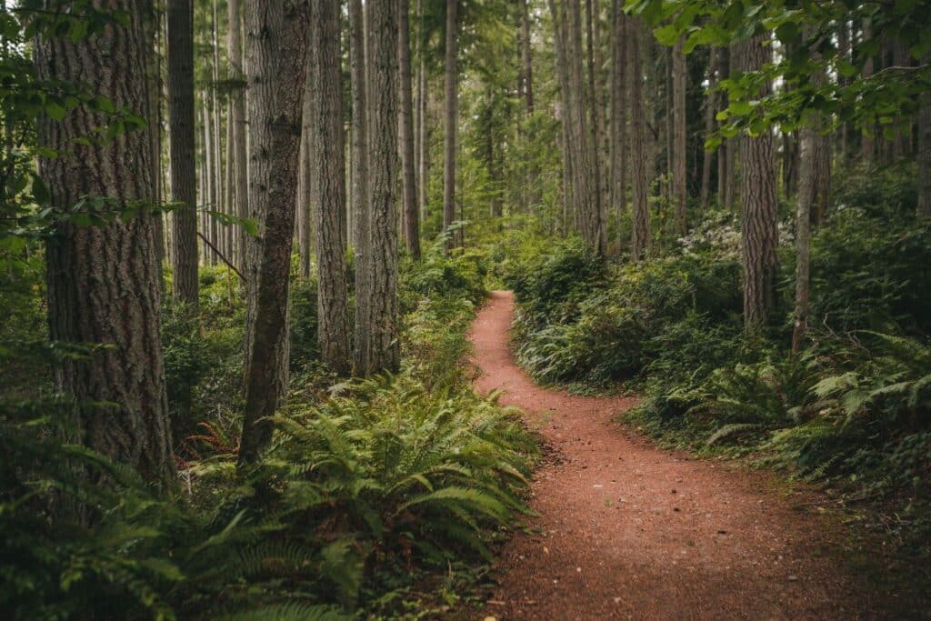 trail through the forest