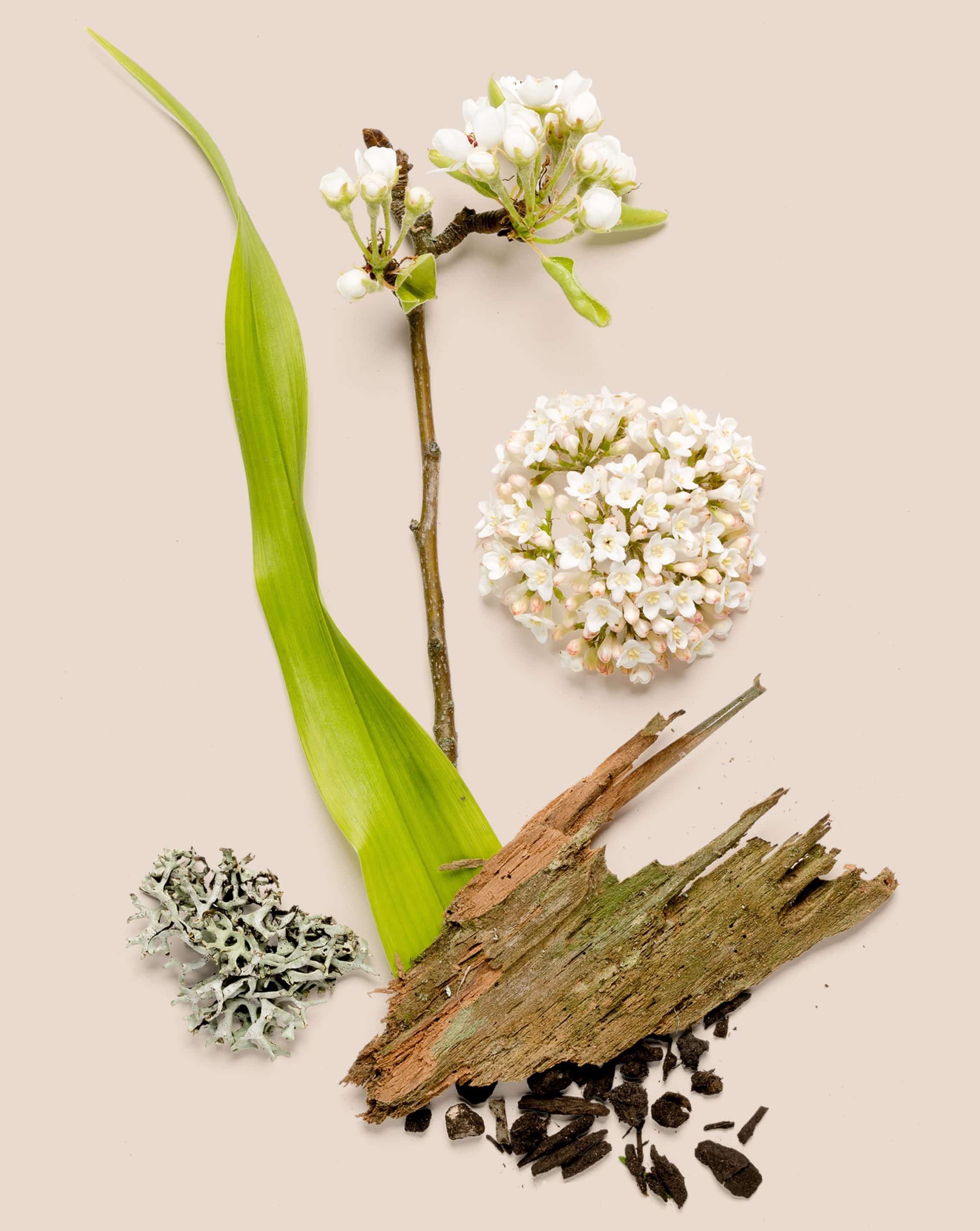 white flowers, green leaves and tree bark