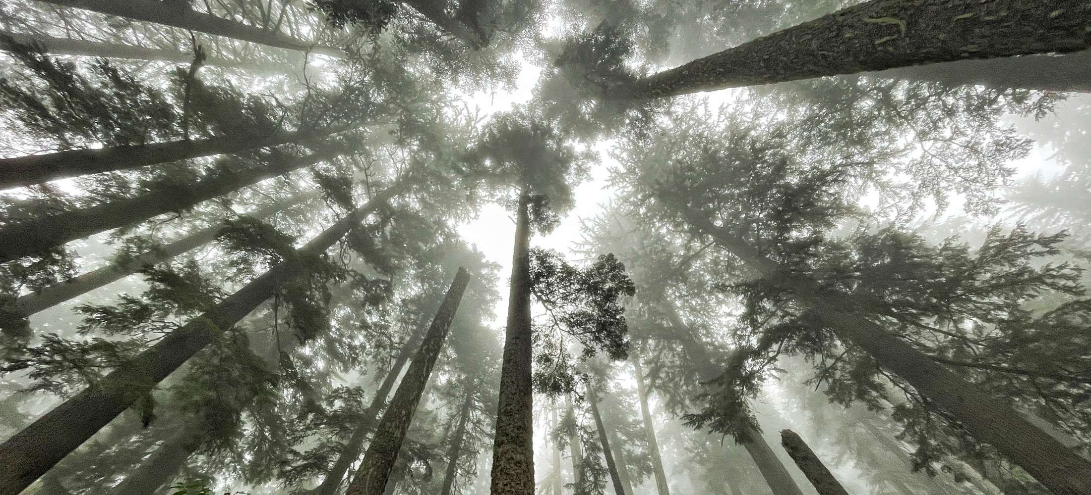 view of trees looking up