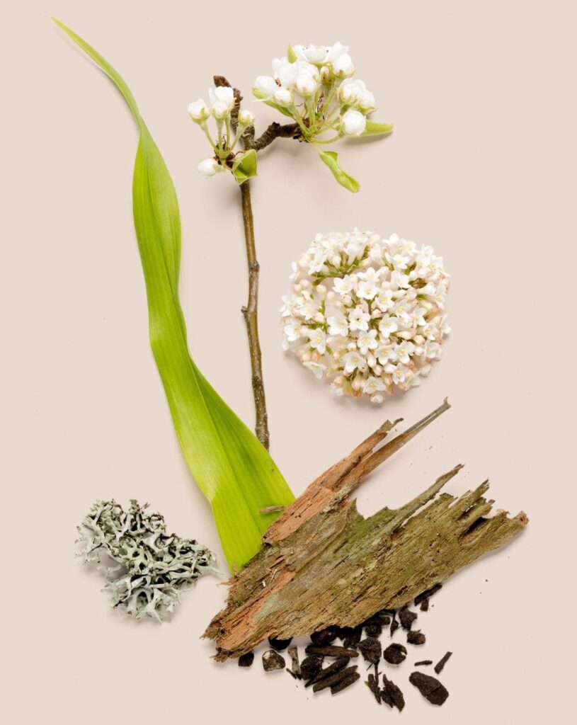 Flower with bark, moss, and leaf