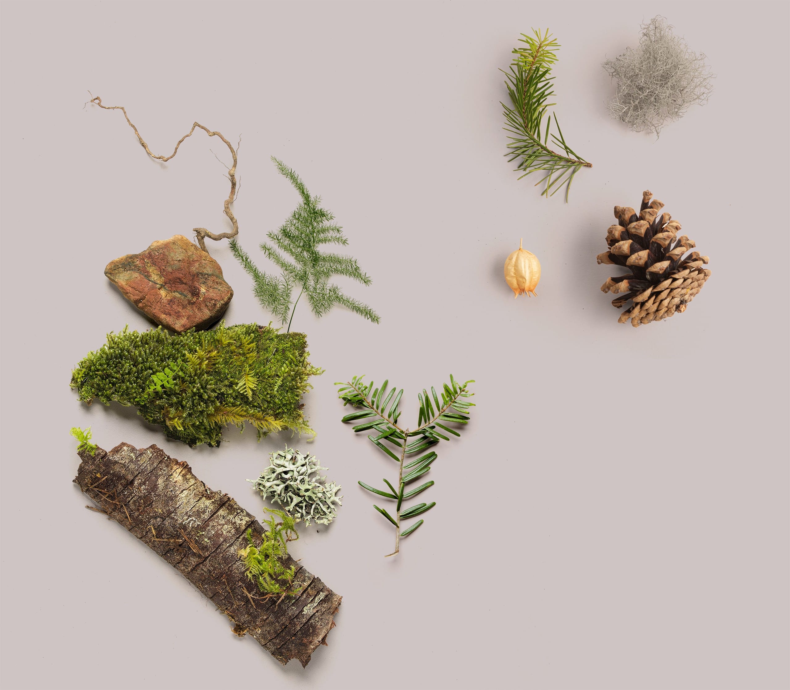 mossy stones, tree bark, pinecone, and other greenery on a mauve background