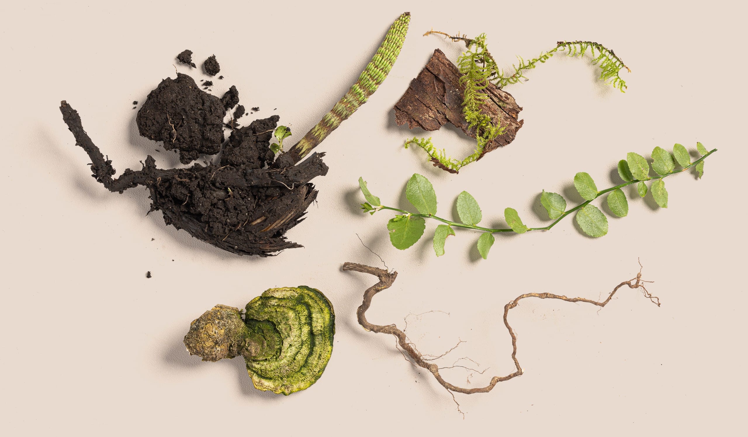 arrangement of mossy bark, branches and dirt