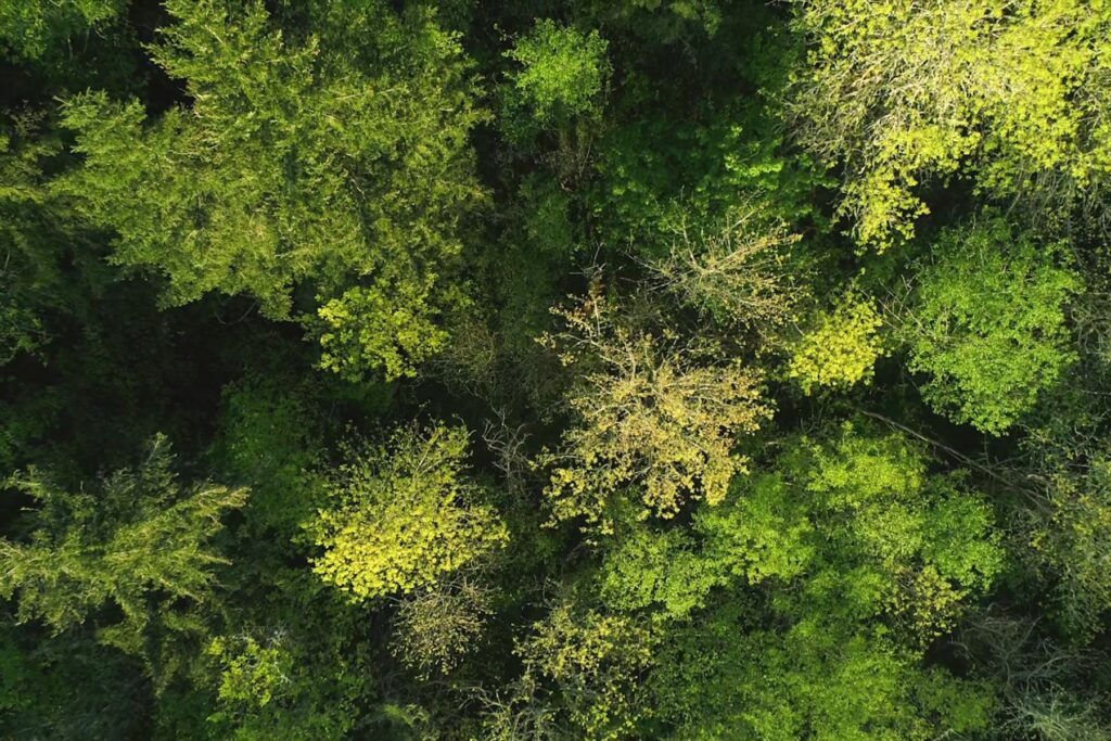 aerial shot of trees on conserved land