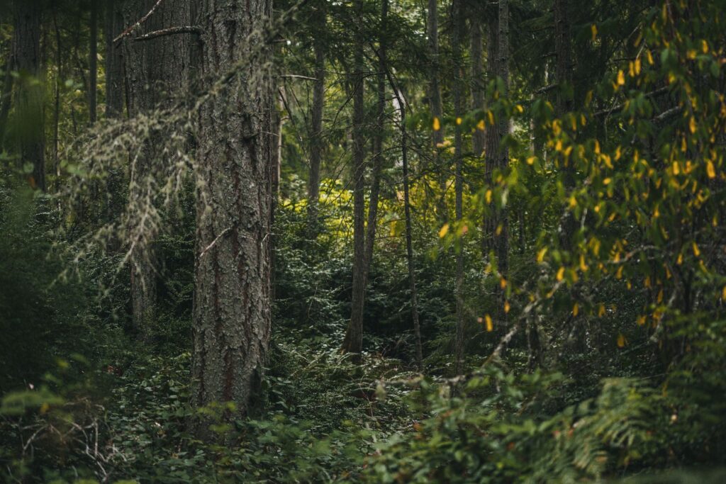 forested area on conserved land