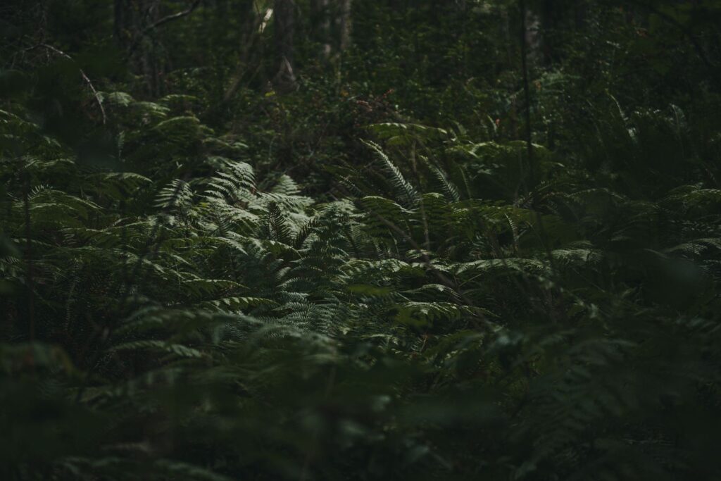 ferns in forest