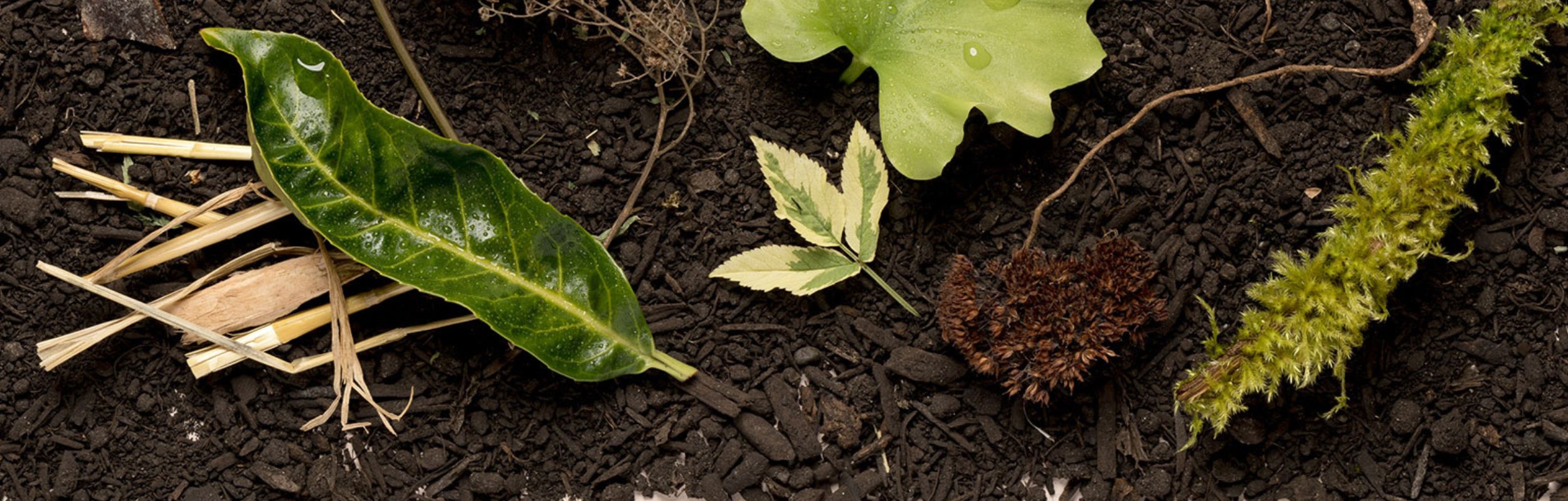 image of plants on soil