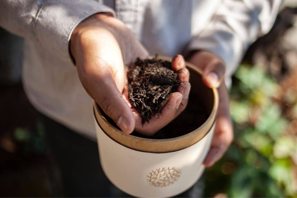 person holding soil over small container