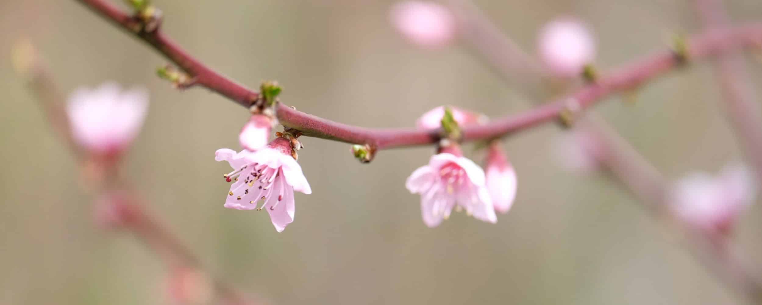 peach blossoms in spring