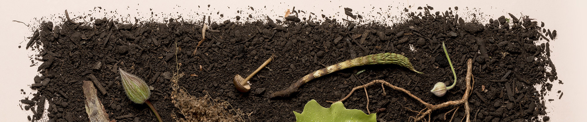 soil on flat background with mushroom and leaves