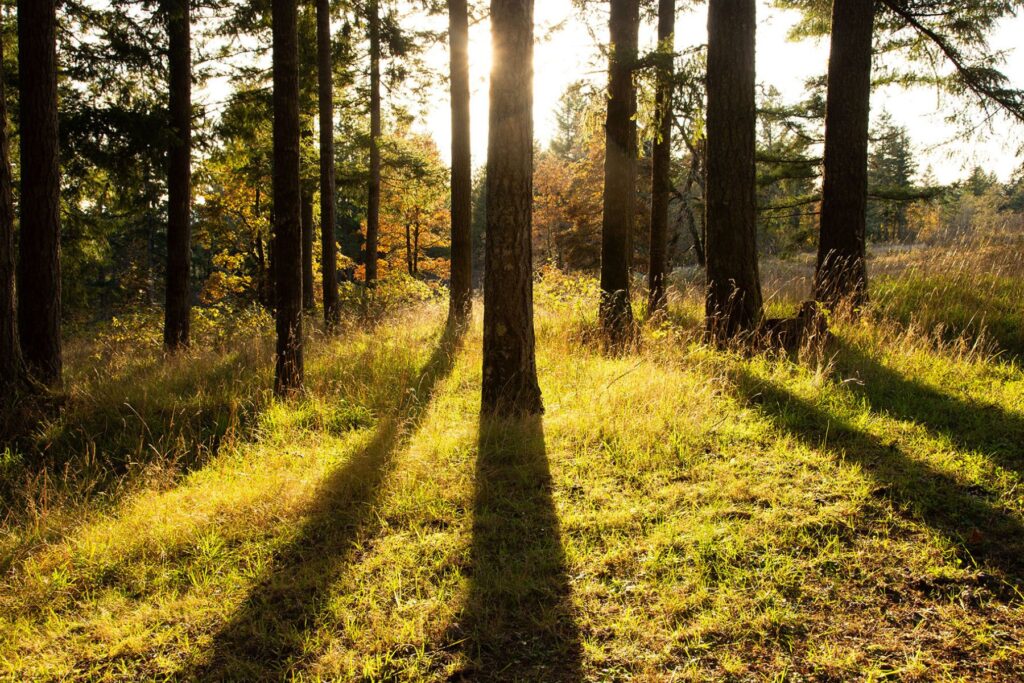 forest with sun setting