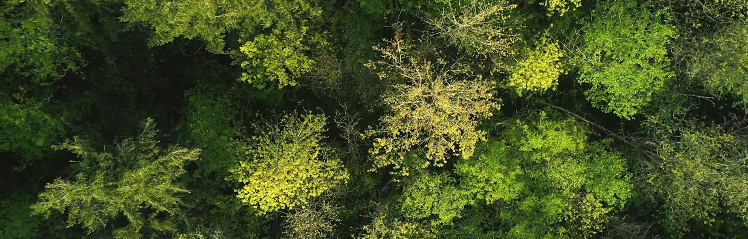 aerial view of trees