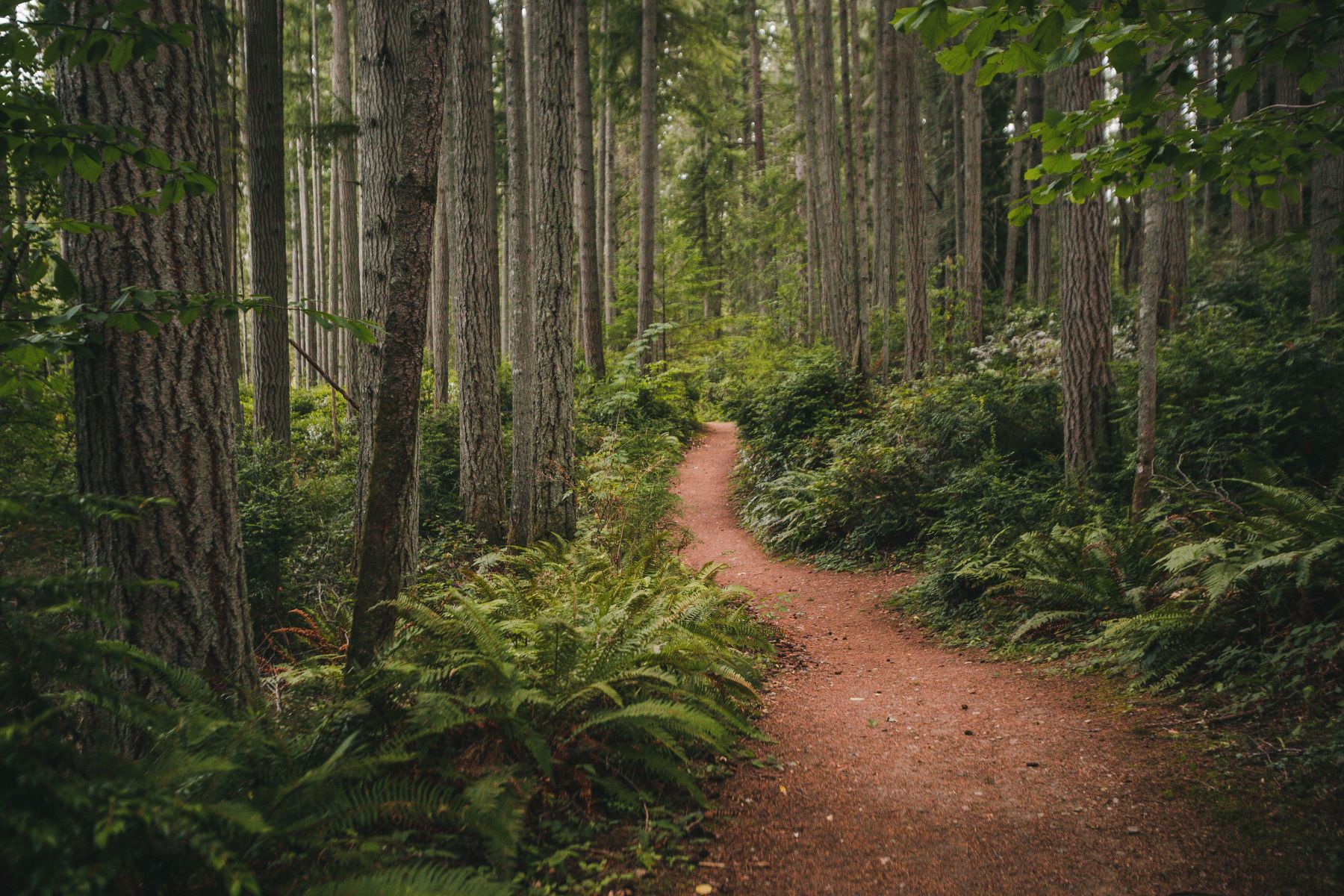 photo of trail in woods