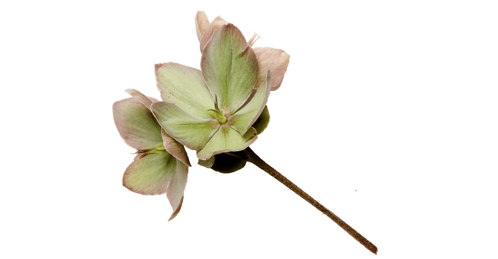 hellebore