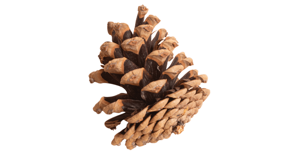 pine cone