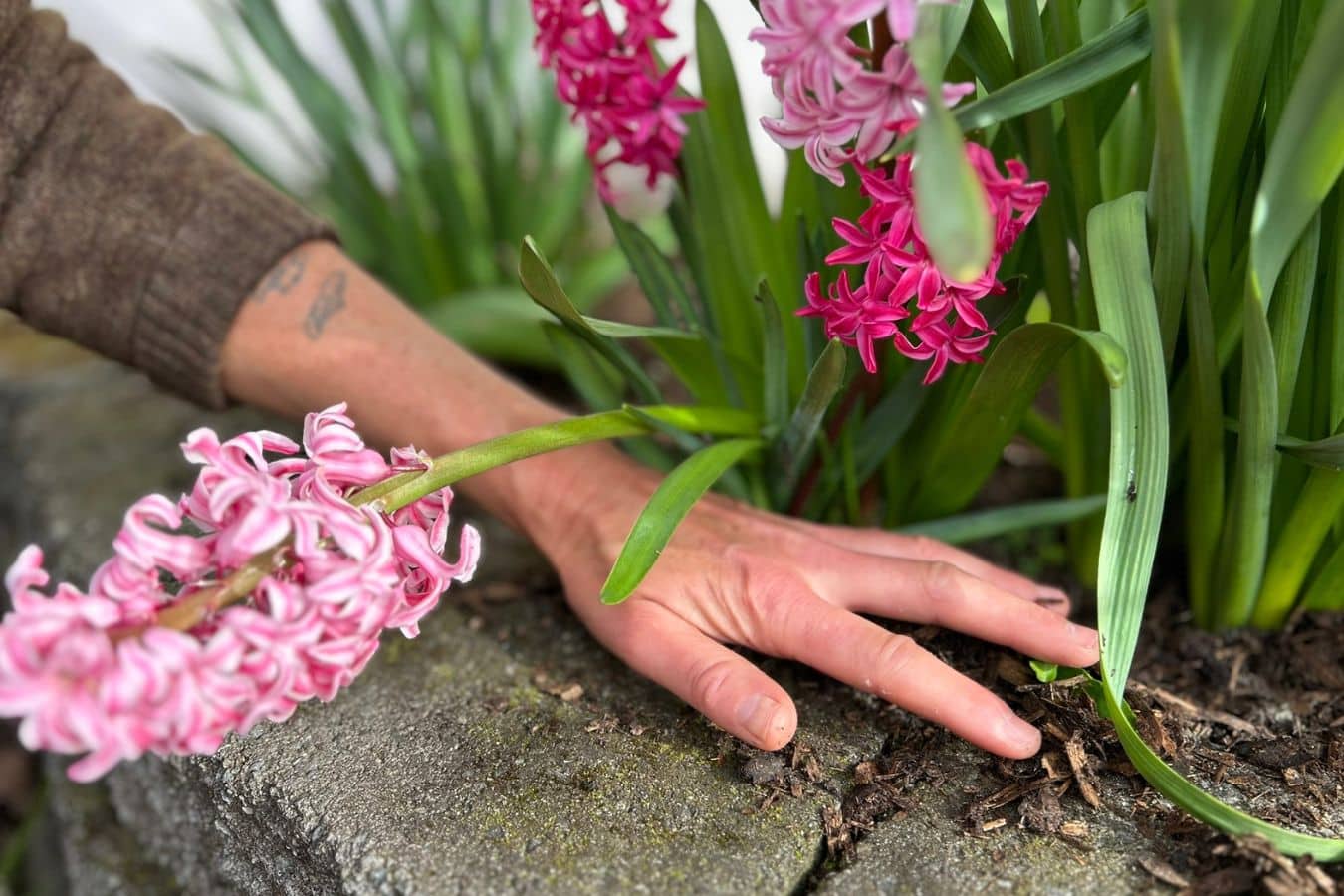 hand working mulch around pink hyacinth flowers