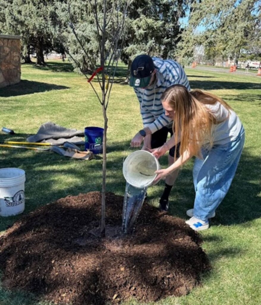 two people watering a newly planted tree