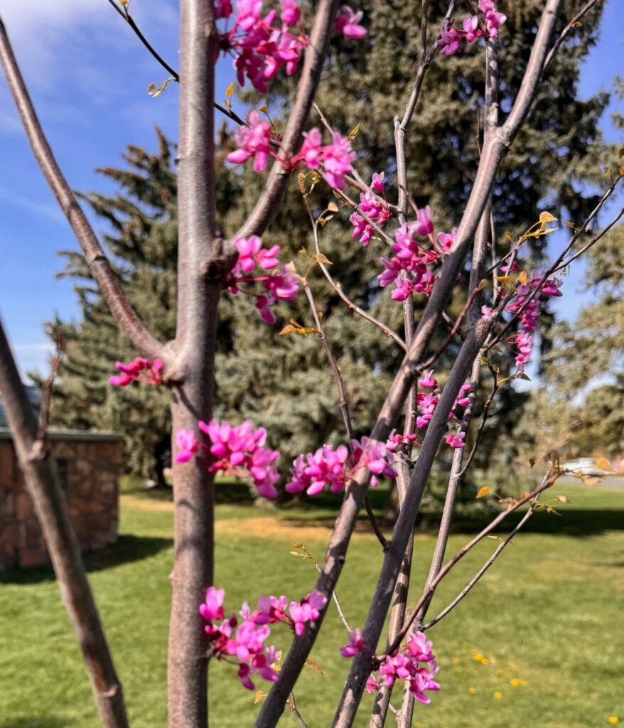 young redbud tree with blossoms